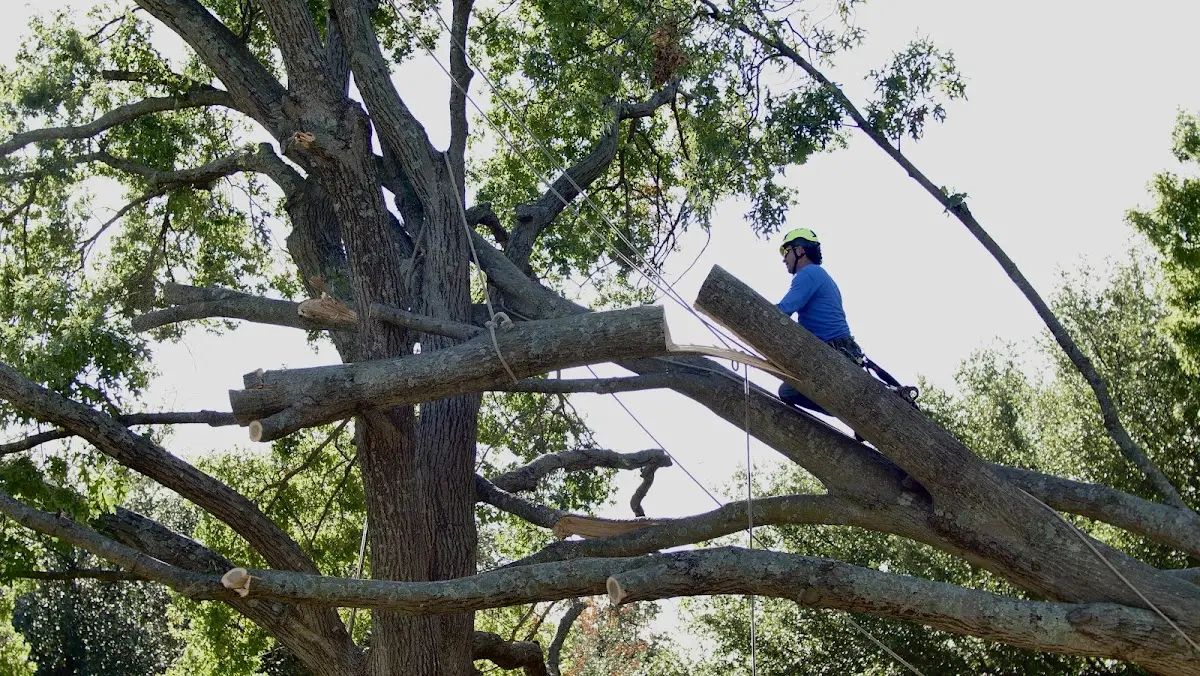 Professional Crown Thinning performed by certified arborists in Pine Knot