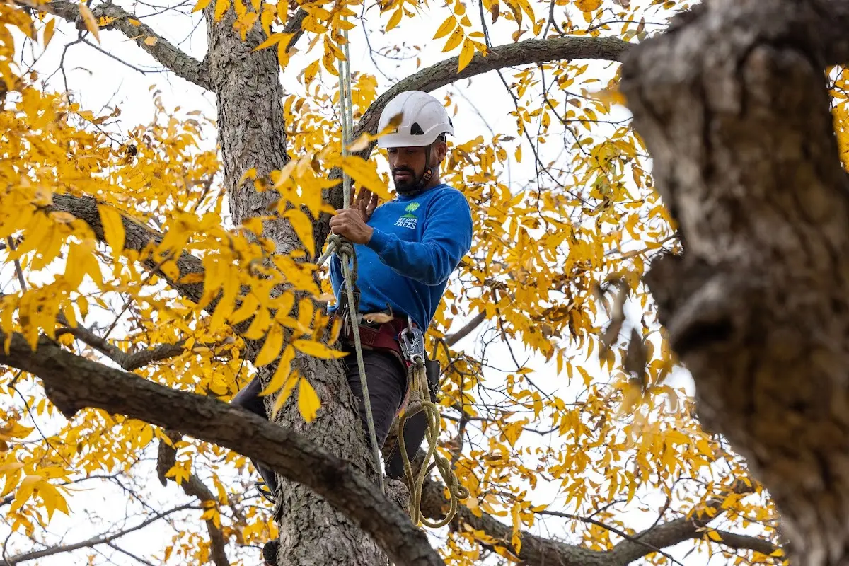 Skilled Storm Damage Cleanup crew working in Pine Knot