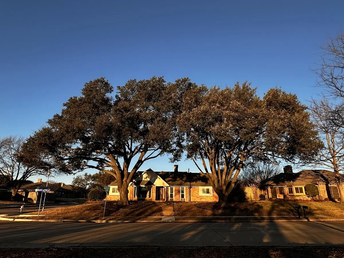 Established residential canopy tree shading a home in Pine Knot